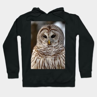 Barred Owl closeup Hoodie